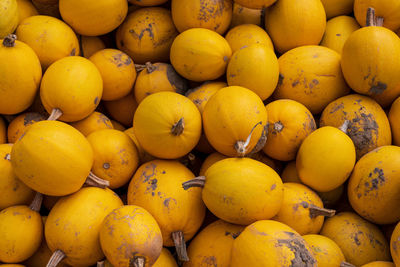 Freshly picked small yellow pumpkins