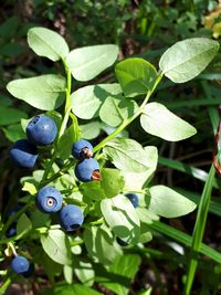 plant part