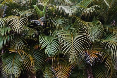 Close-up of palm tree leaves