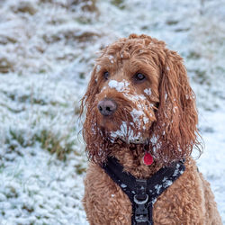 Close-up of a dog in snow