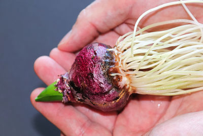 Hands holding a hyacinth bulb with exposed roots.