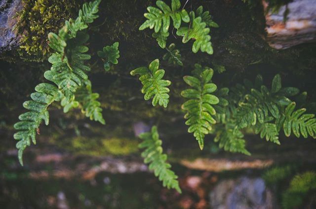 leaf, growth, green color, plant, nature, close-up, growing, focus on foreground, tranquility, beauty in nature, selective focus, outdoors, forest, tree, green, branch, leaves, day, moss, no people