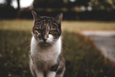 Close-up portrait of cat