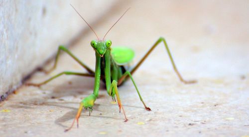 Close-up of insect