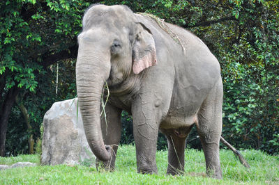 In this photo there is a sumatran elephant standing and beside it there is a large rock
