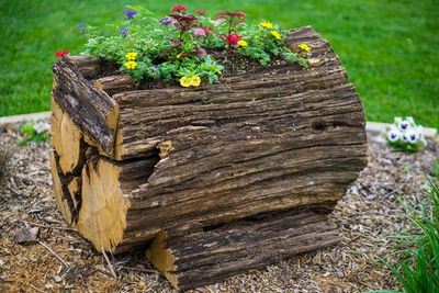 Close-up of wooden flower on field