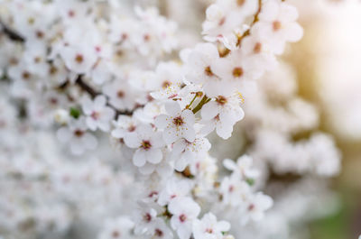 Flowering small white flowers on branches, sakura, cherry, plum