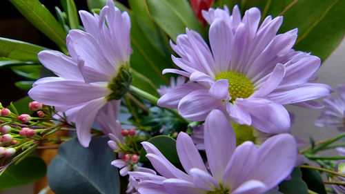 Close-up of purple flowering plants in park