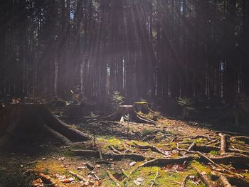 Panoramic view of trees in forest