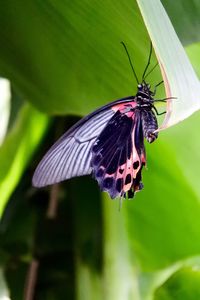 Close-up of butterfly perching on leaf