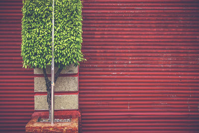 Plant growing outside shutter