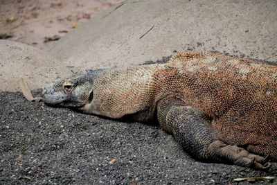 Close-up of animal lying on sand