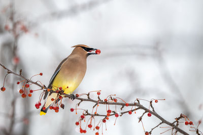 Low angle view of bird perching on tree