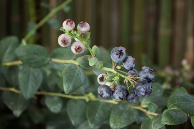 Close-up of berries growing on plant