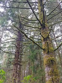 Low angle view of pine trees in forest