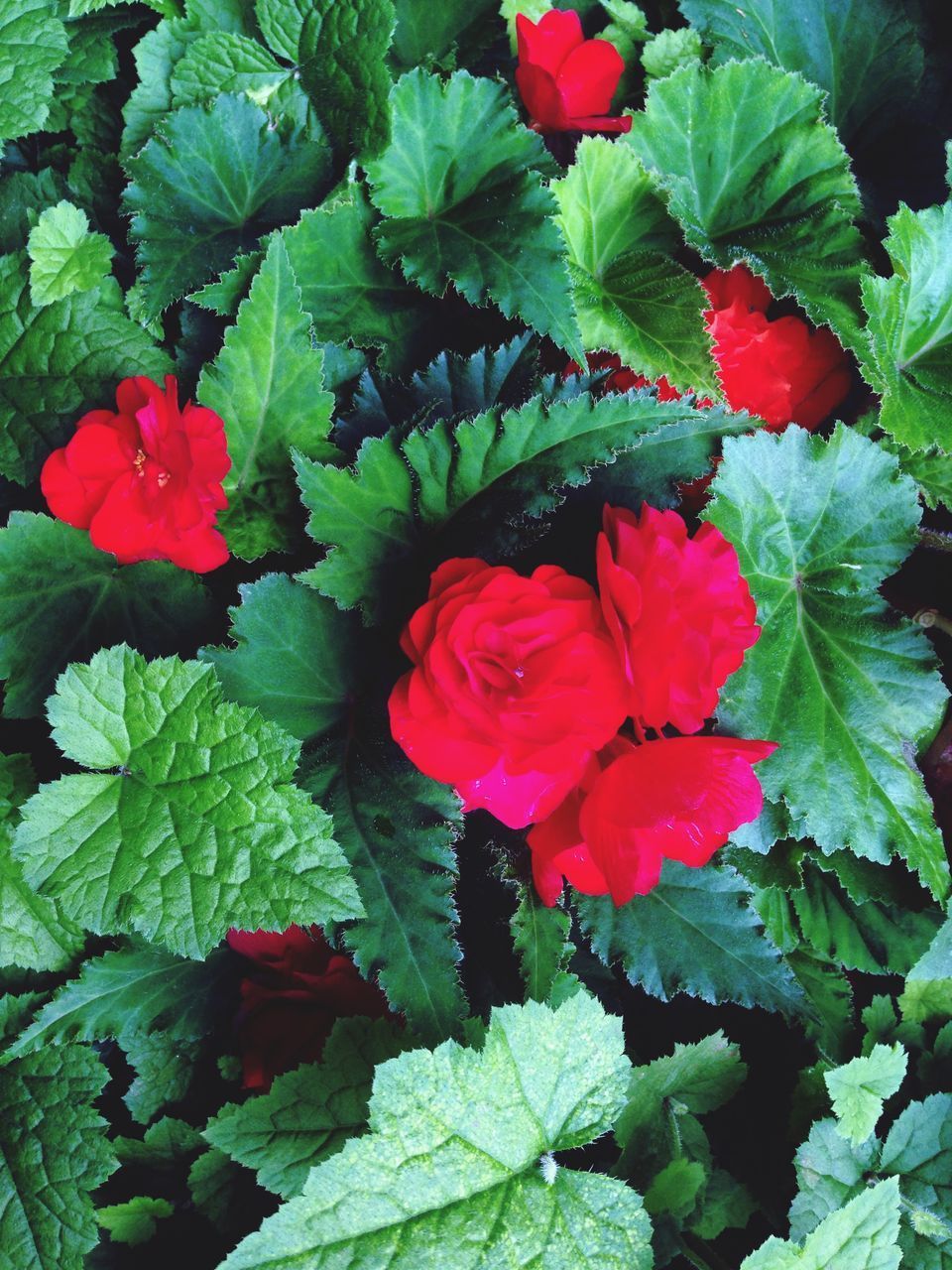 HIGH ANGLE VIEW OF RED FLOWERING PLANT WITH LEAVES