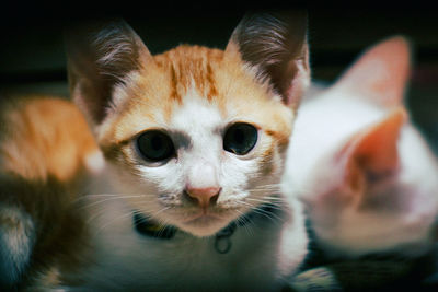 Close-up portrait of kitten