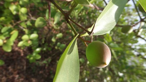 Close-up of insect on plant