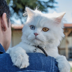 Portrait of white cat with person