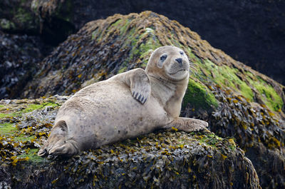 Close-up of seal lying on rock