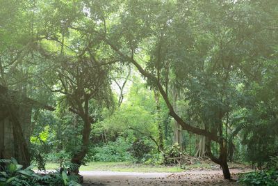 Trees in forest