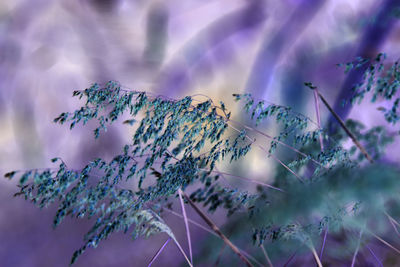 Close-up of purple flowering plant against sky