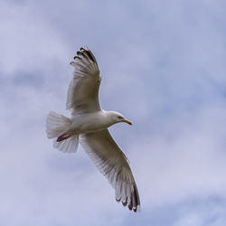 Low angle view of seagull flying against sky