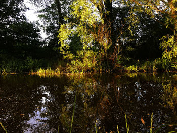 Trees by lake in forest