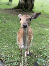 Portrait of deer standing on field