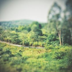 View of trees on landscape