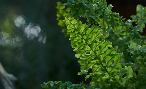 Close-up of fresh green plant