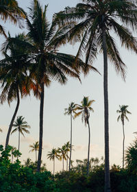 Palm trees against sky