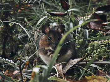 Close-up of a squirrel on field