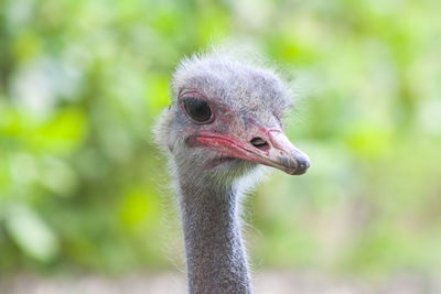 Close-up portrait of ostrich