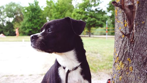 Close-up of a dog looking away