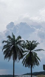 Low angle view of palm trees against sky