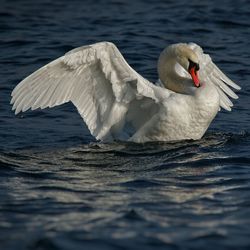 Swan floating on lake