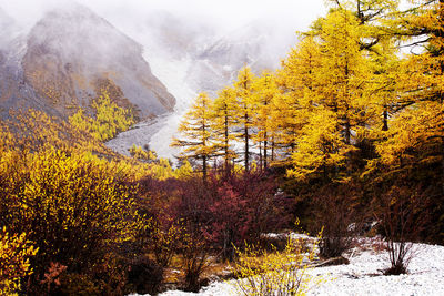 Trees on snow covered land during autumn