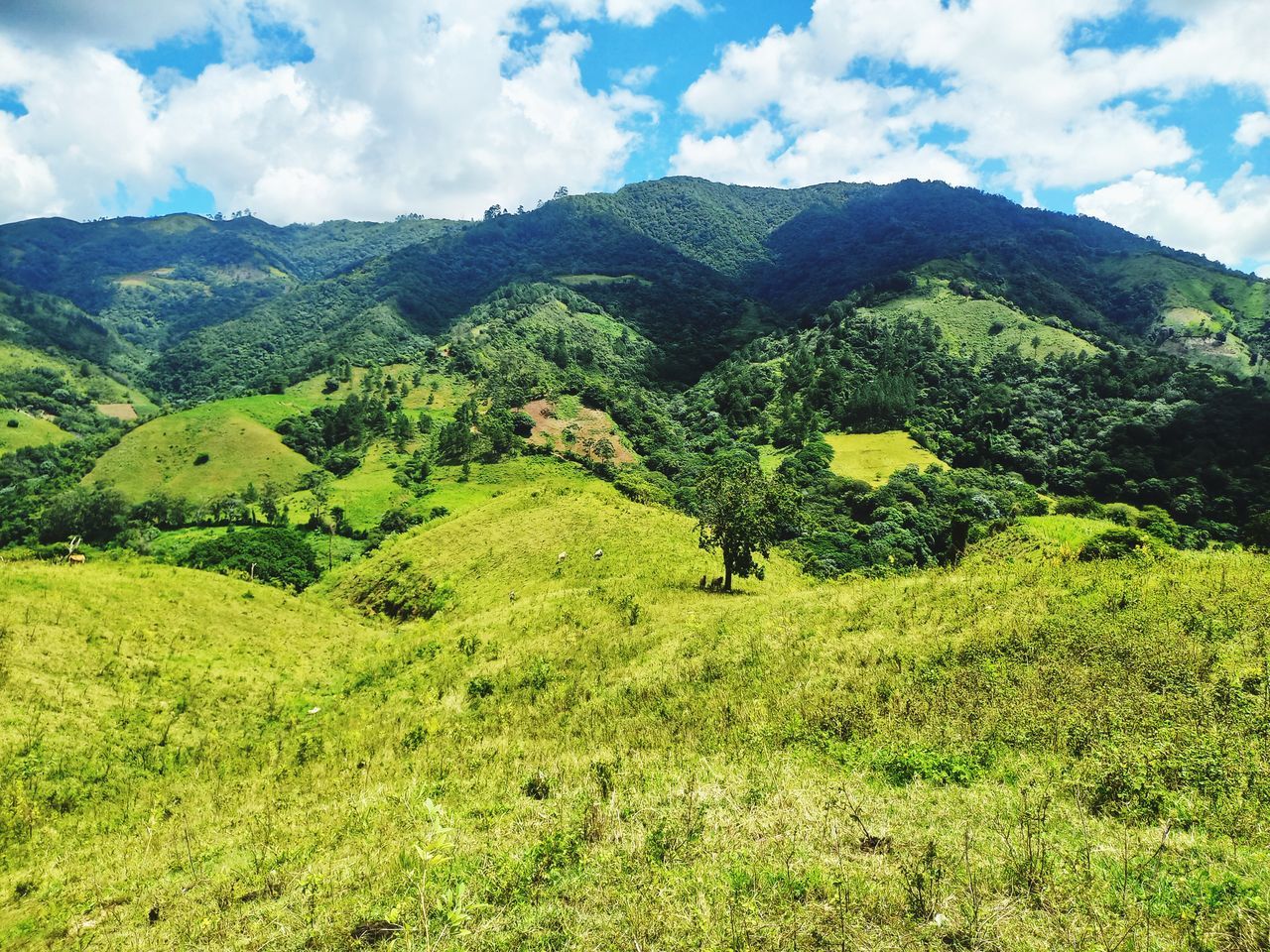 montañas ⛰️ Naturaleza🌾🌿 Paisaje Natural Tree Tea Crop Mountain Agriculture Field Forest Sky Landscape Cloud - Sky Grass First Eyeem Photo