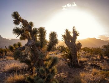 Cacti on field against sky