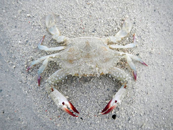 High angle view of crab on wet sand at beach