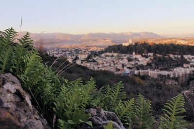 Panoramic shot of trees and cityscape against sky