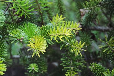 Close-up of plant