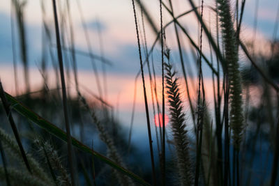 Close-up of grass against sky during sunset