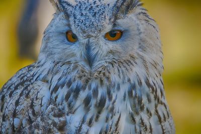 Close-up portrait of owl