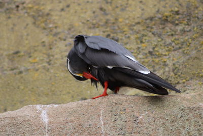 Close-up of bird perching on wall