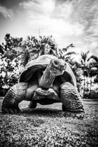 Close-up of a turtle on field