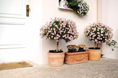 Close-up of potted plant