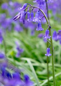 Close-up of purple flowers