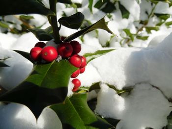 Close-up of red berries growing on tree